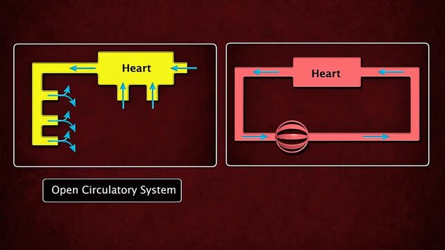 Open circulatory system and closed circulatory system.