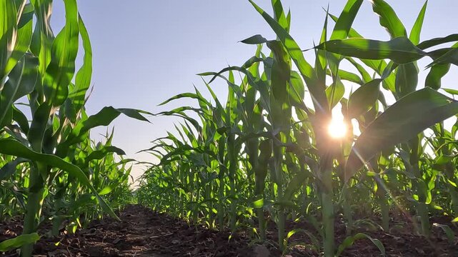 Walking in corn field at sunset, low angle view. Handheld camera moves between rows of corn in agricultural field, slow motion