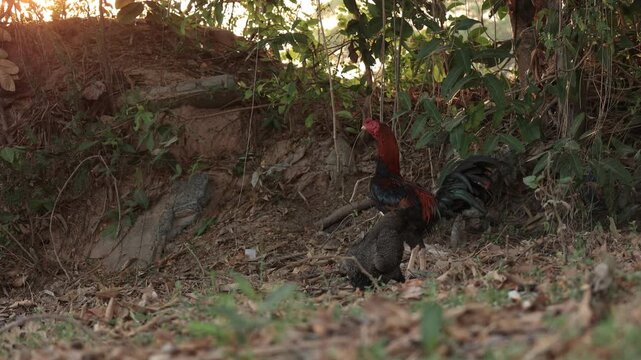 red rooster in the forest