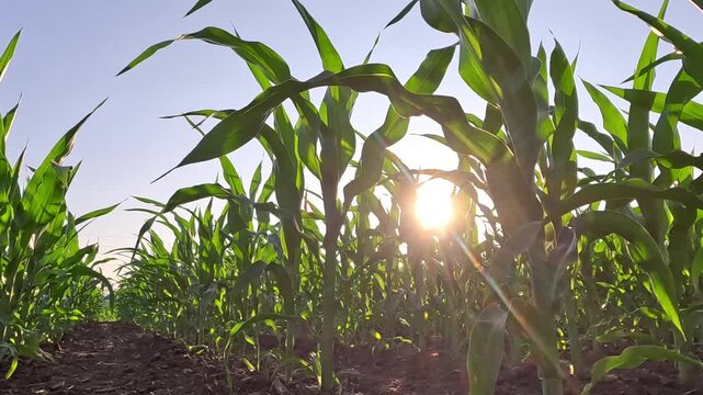 Walking in corn field at sunset, low angle view. Handheld camera moves between rows of corn in agricultural field