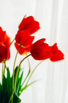 Intimate Tulip Closeup In Morning Light, Warm Tones, Curved Stems, Glossy Petals, Shallow Depth, Cinematic