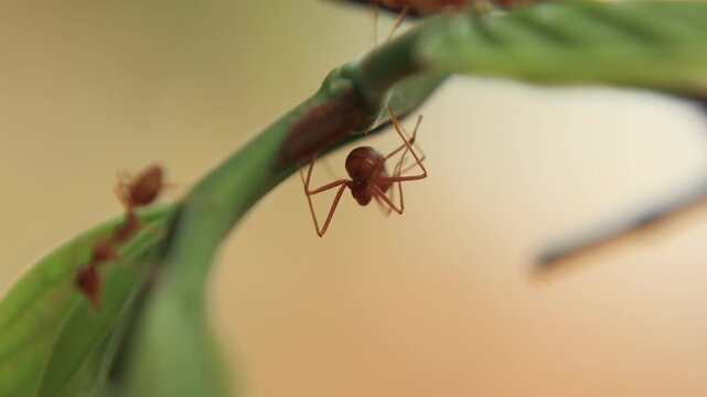 spider on a leaf