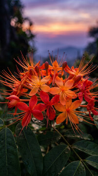 Sorrowless Tree - Saraca asoca