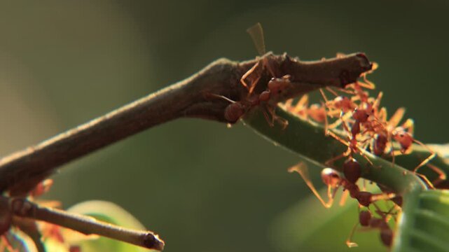 spider on a leaf