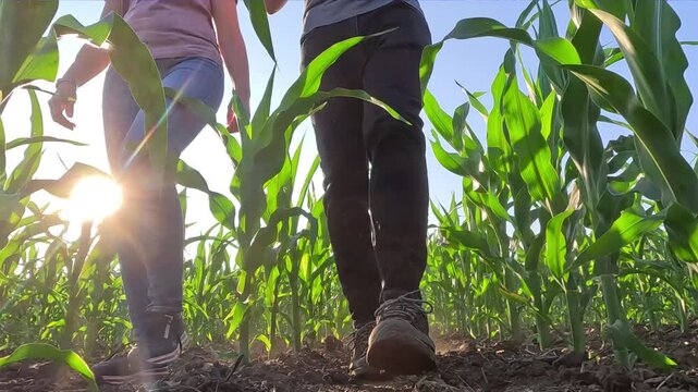 Young farmer and a female agronomist walk through rows of green corn in a agricultural field at sunset, analyzing the condition of the crops, low angle view