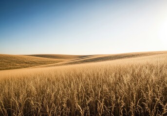 Obraz premium A vast, rolling grassland stretching toward the distant horizon under a bright summer sky, dominated by dry, textured golden grasses, natural light, plain, yellow