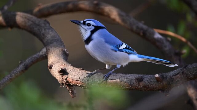 Detailed Image Of Vibrant Blue Bird Perched Delicately On Textured Bark In Soft Forest Lighting