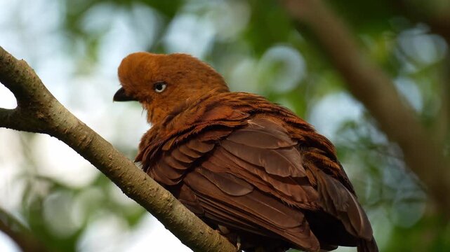 Close up shot of a female Andean cock-of-the-rock (Rupicola peruvianus) perches on tree branch, preening and grooming its feathers.