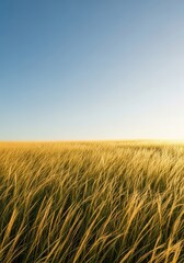 Obraz premium Golden sunlight illuminates a vast meadow filled with tall grasses under a clear blue sky, symbolizing summer relaxation and bright weather, grass, sunshine, green