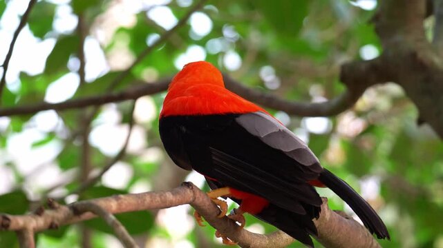 Close up shot of a male Andean cock-of-the-rock (Rupicola peruvianus) perches on tree branch and looks around the surroundings.