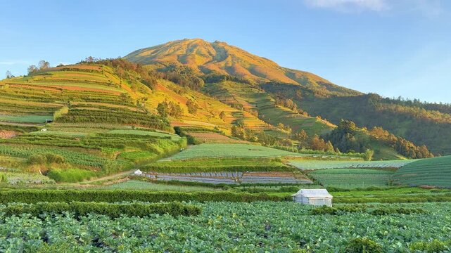 Broccoli farm in rural landscape with mountain view under clear sky. Organic agriculture and healthy food production.
