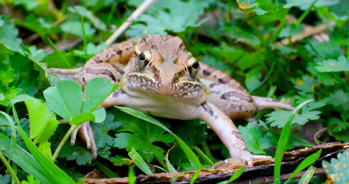 This is a video of a Southern Leopard Frog Lithobates sphenocephalus up close front view
