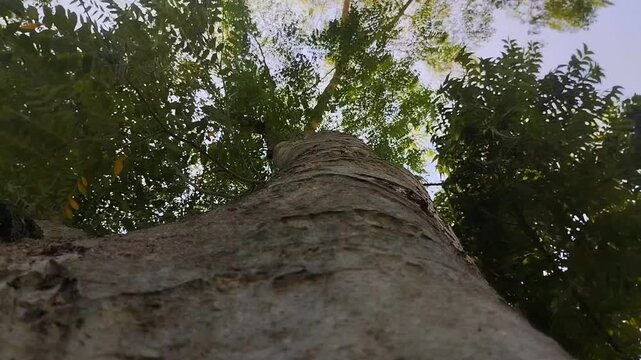 The rain tree, also known as Albizia saman or Samanea saman, features green leaves and sunlight. This tree is known for its wide canopy and its ecological benefits in carbon sequestration