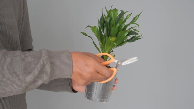 Unrecognizable person using orange scissors to prune dry leaves of indoor dracena plant.