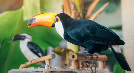 Obraz premium Toco toucan standing on a wooden perch, its large orange red beak prominent, with green leaves in the tropical background