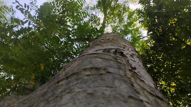 The rain tree, also known as Albizia saman or Samanea saman, features green leaves and sunlight. This tree is known for its wide canopy and its ecological benefits in carbon sequestration