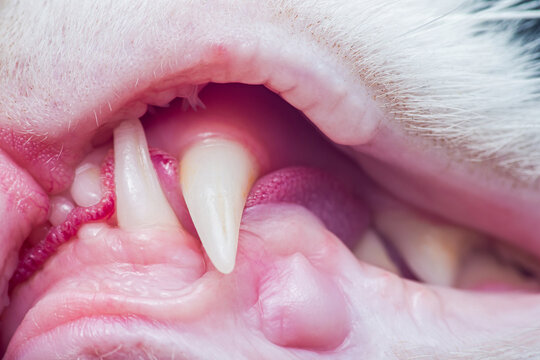 Cat showing anatomy of sharp canine teeth