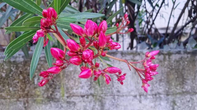 Closeup of Nerium oleander flower bud showing delicate petals before blooming