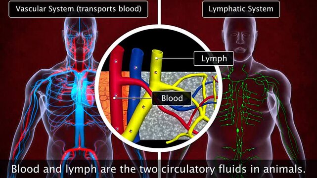 Vascular system and lymphatic system