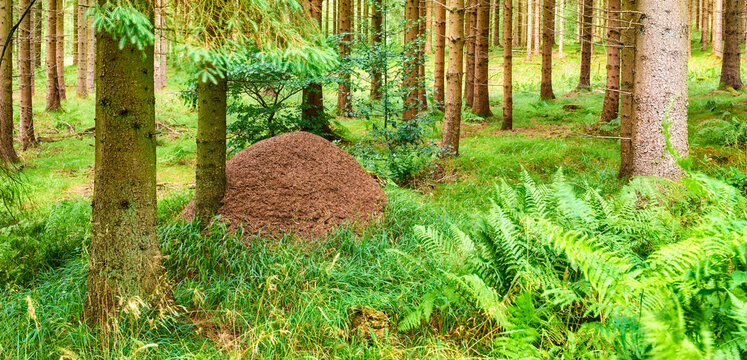 Trees, soil and anthill mound in woods for colony, shelter structure and underground tunnel. Rainforest, sand and dome growth for nest protection, breeding ground and decomposition in natural habitat