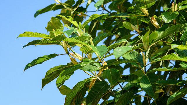 Kratom tree branches growing with green tropical leaves
