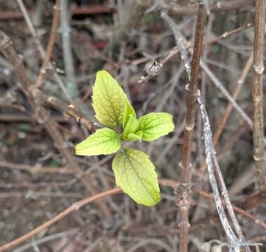Fondo con textura con vista de cerca de hojas verdes y ramas secas de un arbusto Eupatorium Coelestinum (Flor de Niebla Azul), en jard&iacute;n de parque p&uacute;blico