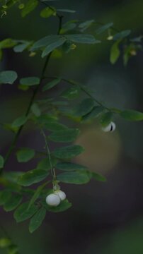 Vertical 4K close-up of a wild plant with small green leaves and white berries in a garden.