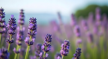 Fototapeta premium Close-up of blooming purple lavender spikes in soft summer sunlight
