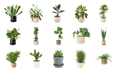 Naklejka premium PNG Diverse indoor potted plants collection on transparent background