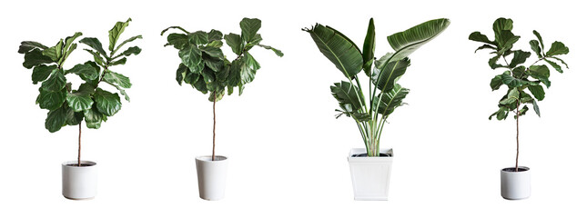 Fototapeta premium PNG Lush indoor potted plants variety on transparent background