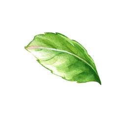 Handmade watercolor illustration with a single fresh green mint leaf isolated on a white background. © Belena_Art