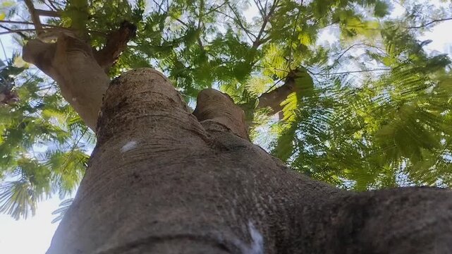 Sengon Buto (Enterolobium cyclocarpum) has dense leaves. This tree is native to tropical Mexico and South America