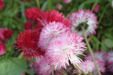 Pink and red bellis perennis pomponette flowers close-up © Nathan