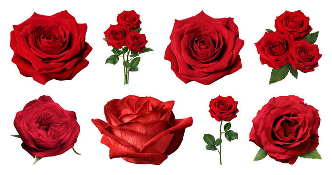 PNG Vibrant red roses arrangement on transparent background