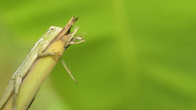 4K Close up of a green garden lizard resting on a branch with a soft natural green background.