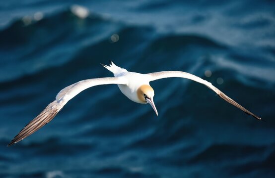 Black-browed albatross flies over deep blue ocean waves. Seabird with white body and dark wing tips soars gracefully. Its long wingspan catches wind currents on open sea.