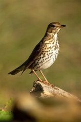 Fototapeta premium Song thrush near a water source within a pine and oak forest in the early light of an autumn day