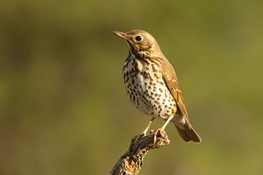 Song thrush near a water source within a pine and oak forest in the early light of an autumn day