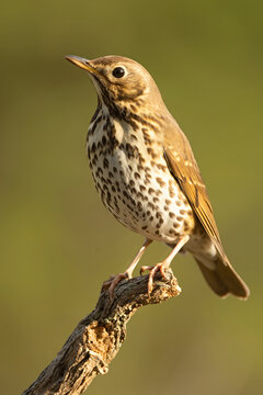 Song thrush near a water source within a pine and oak forest in the early light of an autumn day