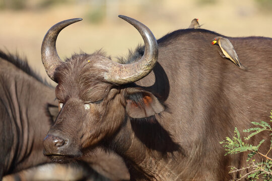 Kaffernb&uuml;ffel und Gelbschnabel-Madenhacker / African buffalo and Yellow-billed oxpecker / Syncerus caffer et Buphagus africanus