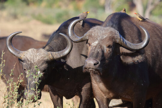 Kaffernb&uuml;ffel - Rotschnabel- und Gelbschnabel-Madenhacker / African buffalo - Red-billed and Yellow-billed oxpecker / Syncerus caffer et Buphagus erythrorhynchus et Buphagus africanus