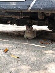 a cat relaxing under a car) © Ade