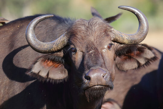 Kaffernb&uuml;ffel / African buffalo / Syncerus caffer