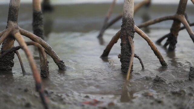 Close up of mangrove tree roots in mud during tide inflow, gentle sea water ripples, coastal ecosystem, blue carbon seque