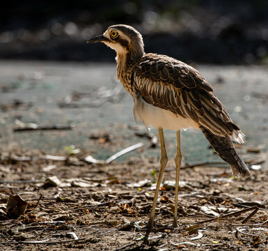 Bush stone-curlew