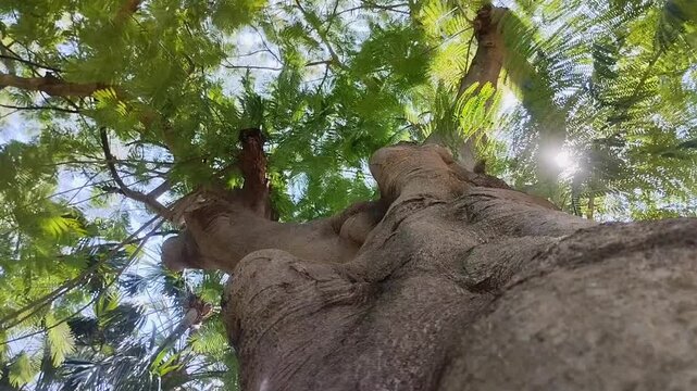 Sengon Buto (Enterolobium cyclocarpum) has dense leaves. This tree is native to tropical Mexico and South America