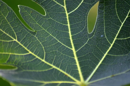 Close-up of a vibrant green fig leaf showing intricate yellow and white veins. The rhythmic natural structure of the foliage creates an organic abstract background under soft daylight.