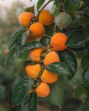 Persimmon Chocolate (Diospyros kaki) &ndash; On Tree