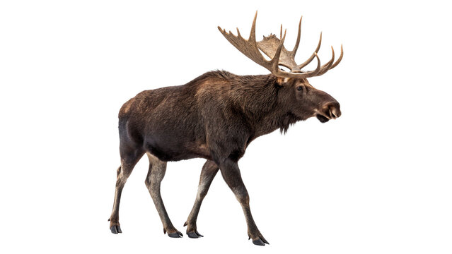 Moose walks through a snowy forest in winter near a lake at dawn looking for food and shelter during the cold season isolated on transparent background	