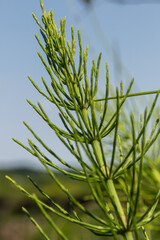 Naklejka premium Field horsetail grows in a lush green environment under sunny skies in early summer showcasing its unique segmented structure